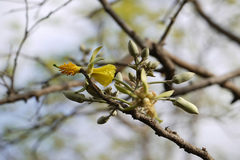 Eriolaena quinquelocularis